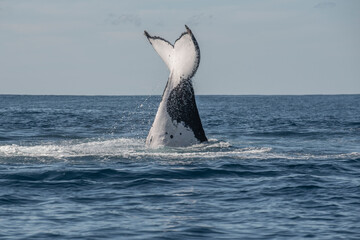 Humpback whale tail slapping in the Cape Byron Marine Park off Byron Bay, New South Whales