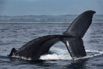 Obraz premium Humpback whale tail slapping in the Cape Byron Marine Park off Byron Bay, New South Whales