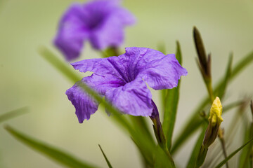 Flowers in my garden