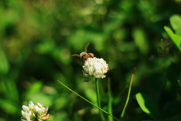 白爪草の蜜を集めるミツバチ