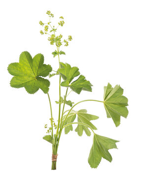 Lady's Mantle leaves isolated on white background. Herbal tea. (Alchemilla mollis)