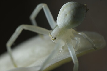 White spider on the petals of a flower.Close-up shot. Small spider with a white hairy body and...