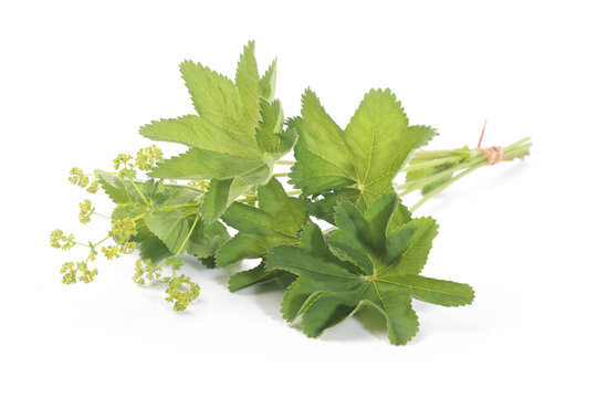 Lady's Mantle leaves isolated on white background. Herbal tea. (Alchemilla mollis)