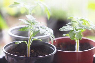 朝日を浴びるトマトの苗