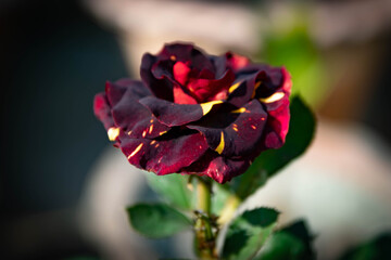 Fototapeta na wymiar Rose in our garden