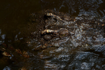 Closeup crocodile head on black background