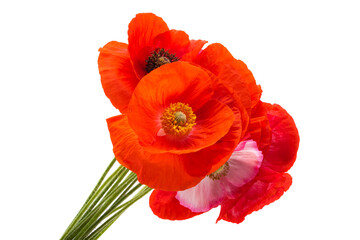 Obraz premium beautiful poppies isolated