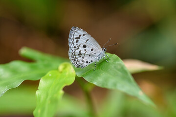 Beautiful butterfly perching on the leaves