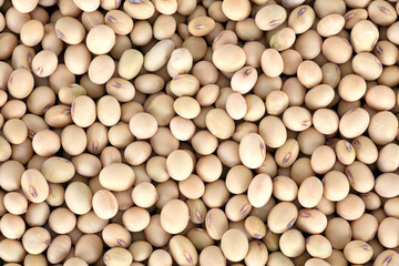Grain soybean background