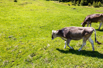 Obraz premium Rinder in wunderschönem Alpenpanorama