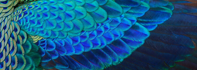 Closeup peacock feathers for beautiful background ,Green Peafowl