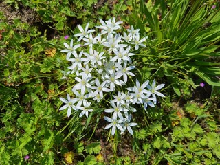 Ornithogalum umbellatum,  star of Bethlehem, grass lily, perennial bulbous flowering plant.