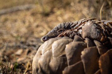 Ground pangolin rolling up in the grass.