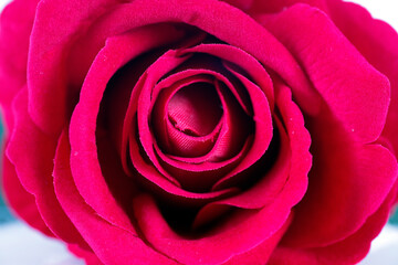 Red rose flower close-up
