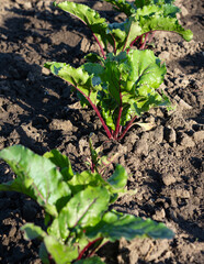 beet growing on a farm