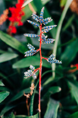 Aechmea fendleri anré ex mez dans un jardin botanique 