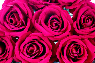 Red rose flower close-up