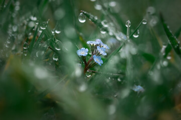 DeDew grass early morning. Beautiful emerald color of summer grass. Abstract natural background, beautiful bokeh. The concept of freshness, environmental protection, cleanliness. Macro of water drops.