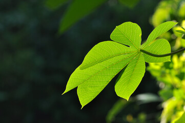 Close up of cassava leaves with bokeh background