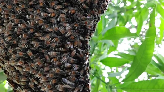 Close up of Beehive full of Honeybees, A honey bee is a eusocial flying insect within the genus Apis of the bee clade, all native to Eurasia.