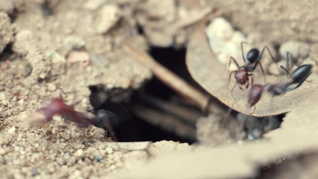 An ant is digging an anthill in the ground.4K Macro