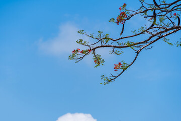 Phoenix Flower with beatiful and moody natural blue and white texture background