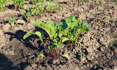 beet growing on a farm