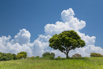 Fototapeta na wymiar 一本の木と青空と積乱雲