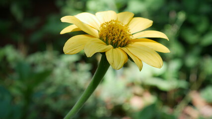 yellow flower in the garden