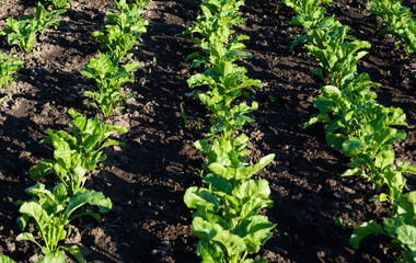 beet growing on a farm