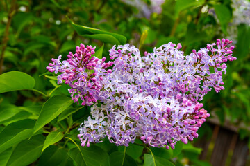 Beautiful flowers of lilac bloom in spring. A branch of lilac flowers with green leaves.