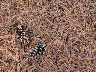 Forest Floor. Horizontal photo of dry brown pine tree needles covering the ground with two pine cones on the lower left corner of photo. Background image with copy space