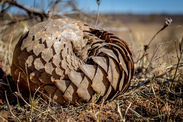 Ground pangolin rolling up in the grass.