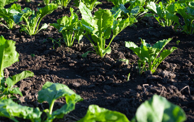 beet growing on a farm