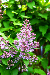 Beautiful flowers of lilac bloom in spring. A branch of lilac flowers with green leaves.