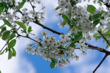 cherry blossoms on the background of a blue sky with clouds