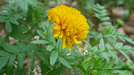 yellow flowers in the garden