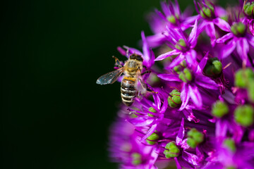Bee on ornamental onion, summer