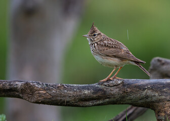 Small crested lark standing in tthe top of a branch in a rainy day with a green background
