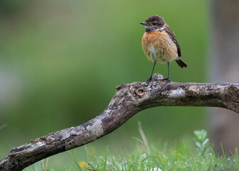 Small orange common stonechat standing in tthe top of a branch in a rainy day with a green background