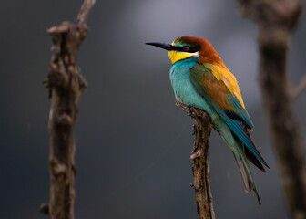 Colorful bee-eater perched on a dead tree in a rainy day with a dark grey background