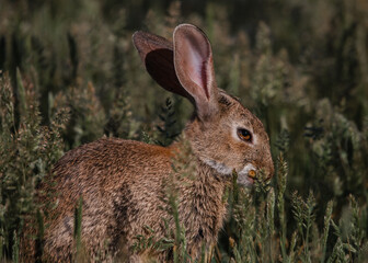 Brown rabbit in the middle of a field of green grass