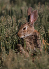 Brown rabbit in the middle of a field of green grass