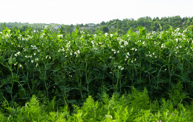 green peas growing on the farm