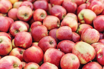 Fresh organic apples harvested from garden, close up for background