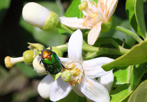 Flower chafer beetle on orange flower visit for pollen and nectar. Citrus tree flowering branch. Macro photo in nature