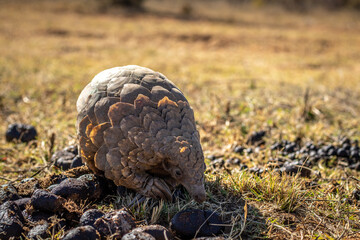 Ground pangolin foraging in the bush.