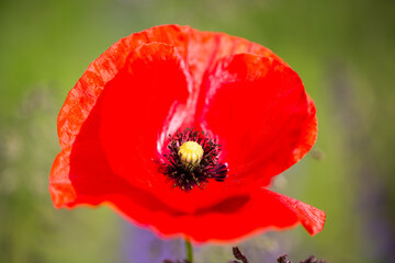 Poppy, Papaver rhoeas, buttercups (Ranunculales) in field