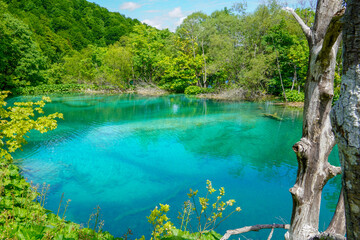 Virgin nature of Plitvice lakees national park, Croatia
