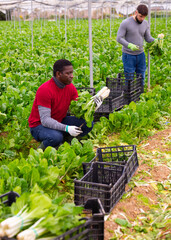 Focused workmen cutting young and tender leaves of green chard on farm field. Harvest time